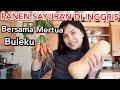 PANEN SAYURAN BARENG MERTUA KU DI INGGRIS || SUAMI BULE BELAJAR BERKEBUN