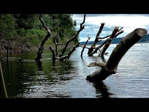 УДАРЫ  МОЛОТКОМ КРУПНЯКА В КОРЯЖНИКЕ!! Рыбалка на Оби.Щука ,судак,джиг. снято 26 августа