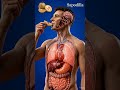 Sapodilla Digestion Inside Human Body | 3D Medical Anatomy Animation | BodyRoute3D #digestiveprocess