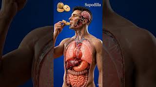 Sapodilla Digestion Inside Human Body | 3D Medical Anatomy Animation | BodyRoute3D #digestiveprocess