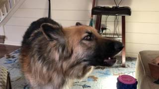 Kaden the Shep howls like his brother