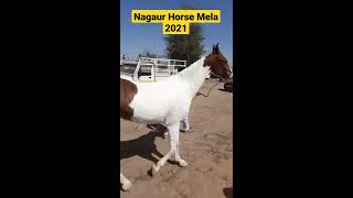 Mare Morni In  Nagaur Horse Market 2021. Nagaur Pashu Mela You tube #shorts Ghoda Video Horse Video