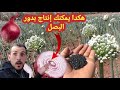 بهده الطريقة يمكنك إنتاج بدور البصل انطلاقا من بصلة واحدة يمكنك الحصول على الكتير من البدور