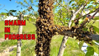 Caught a swarm in progress while catching a different swarm!￼ by Ryan Grady 195 views 2 weeks ago 6 minutes, 31 seconds