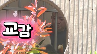 4/23 푸바오실시간 오후(2)뛰뛰빵빵하며 화가 좀 난 푸야를 양사육사님이 눈 맞주치며 죽순 주시네요