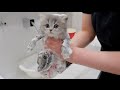 The kittens were so excited about their first bath...