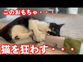 野菜を猫にあげたらありえん怖いこと起きた