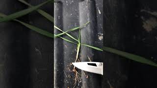 Importance of Wheat Seeding Depth