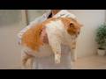 This huge 50 pound cat lost weight and became a star | savepaws