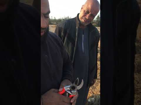 شرح كيفية زراعة شتلات العنب