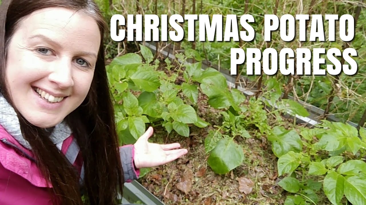 How Are The Christmas Potatoes Doing? | Grown In Tubs & Raised Beds