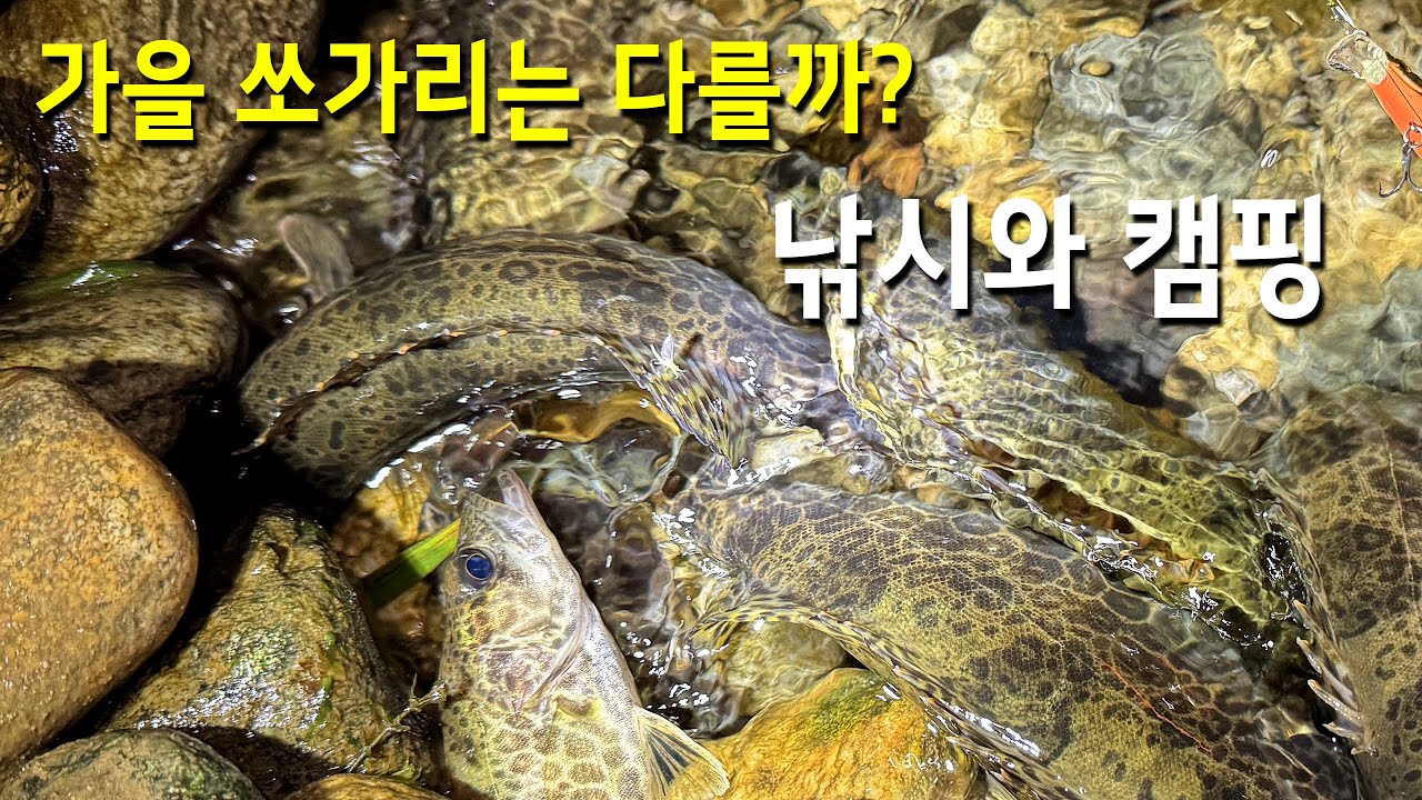 가을 쏘가리는 정말 다를까?? 확실히 달라진 쏘가리의 힘!! 낚시와 캠핑!!