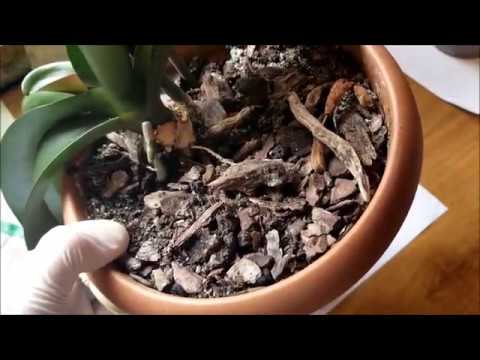 ორქიდეომანია # ორქიდეა მიწაში, სახიფათო ექსპერიმენტი (ფალენოფსისის ამოღება მიწისან)