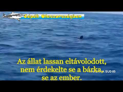 Videó: Különbség A Cápa és A Delfin Között