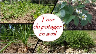 Tour du potager sous le soleil d'avril (oignons, fraisiers, laitues, plantes aromatiques…)