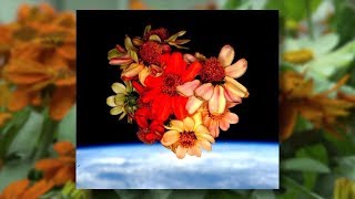 Seeds From Astronauts Space Zinnias Sprout on Earth