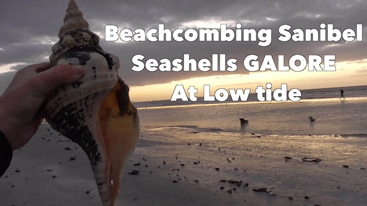 AMAZING shells on Florida beach!