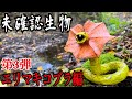 【未確認生物】エリマキコブラ見つけるまで帰れません！！！