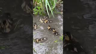 Duck Moms Battle for Babies! Chaos Erupts at the Lake 🐥💥#love #nature