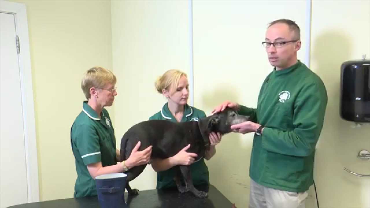 Pet Care Tips- How to apply drops to your dog's ears Pet Care Tips- How to apply drops to your dog's ears