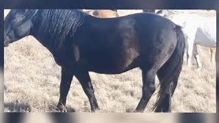 видео: Мугалжар жылкысы картинка: Мугалжар жылкысы