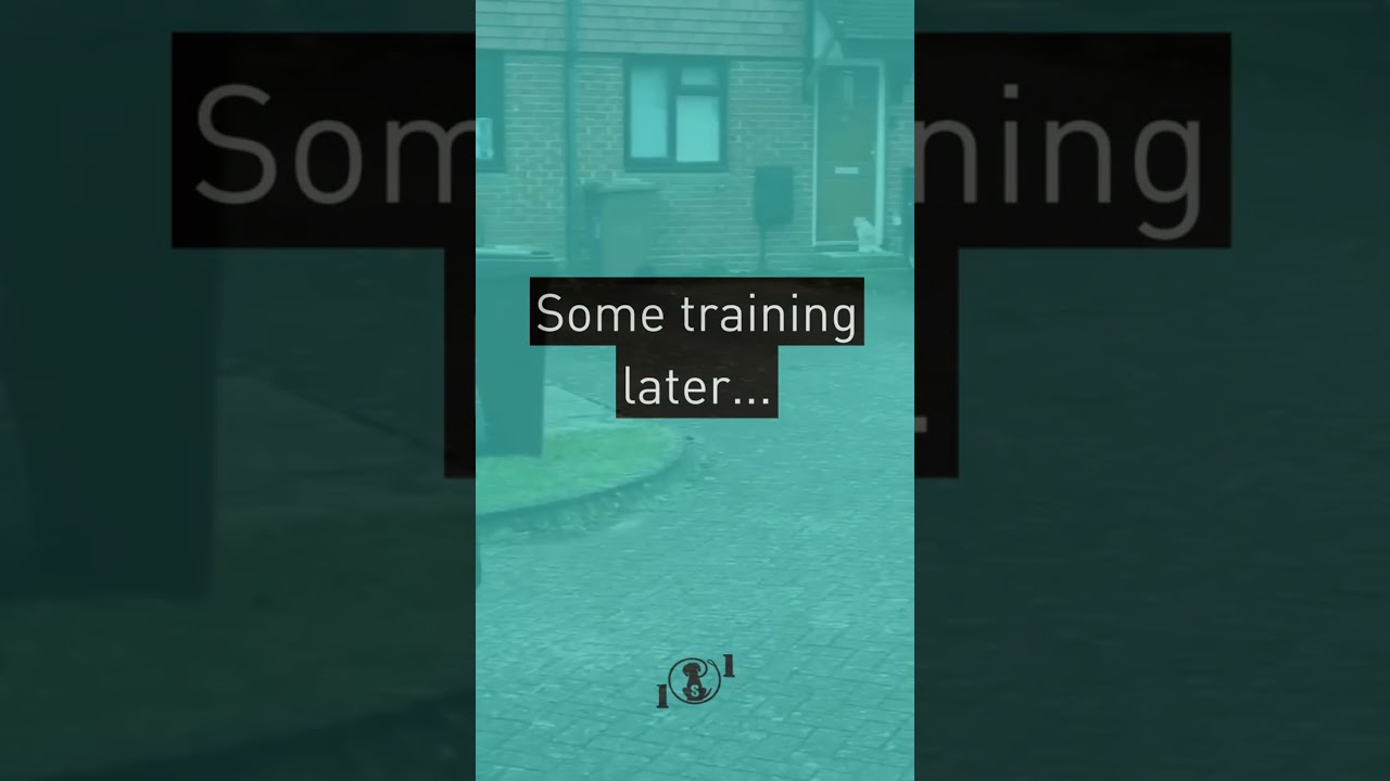 Cat Reactivity Solved By 101 Dog Solutions. 