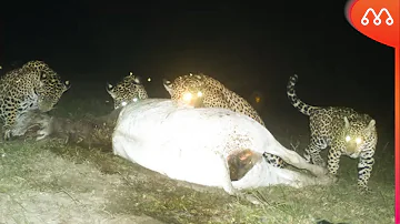 O que fazer para ajudar os animais do Pantanal?
