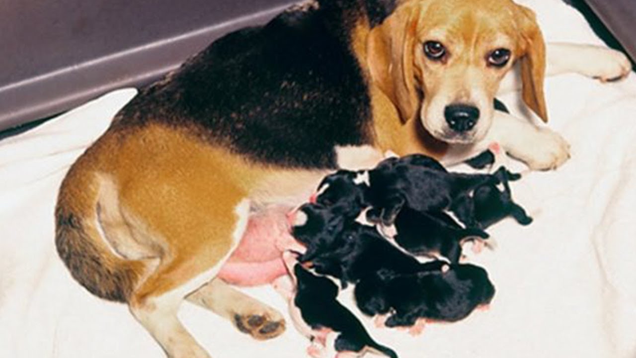 Beagle mating and giving birth to cute pups YouTube