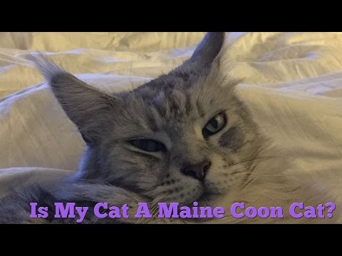 How To Tell If Your Cat Is A Maine Coon Cat Youtube