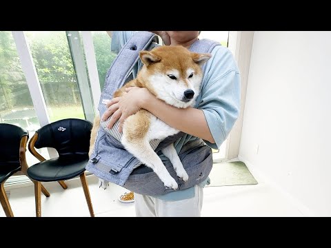 자기가 사람 아기인 줄 알고 행동하는 시바견 곰이(10세) ㅋㅋ