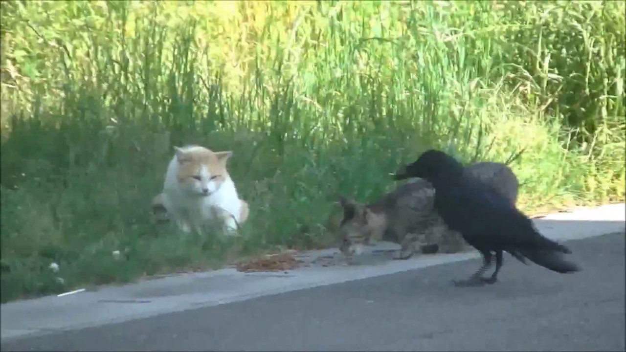 猫とカラスのゆるゆるけんか Youtube 猫とカラスのゆるゆるけんか Youtube