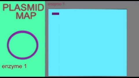 DNA FINGERPRINTING: MAPPING A PLASMID 1