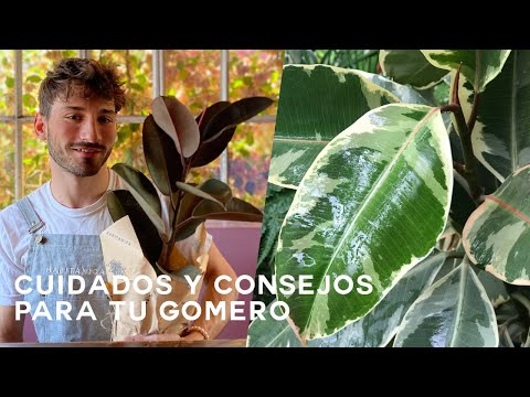 Video: La planta de caucho pierde hojas - ¿Por qué se caen las hojas de una planta de caucho?