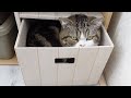 かくれんぼ遊びとねこ。-Hide and seek and cats.-