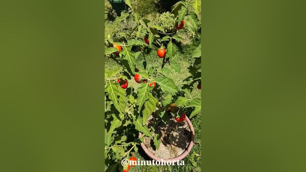 Colheita do jiló na Batistenha / Scarlet eggplant harvest 