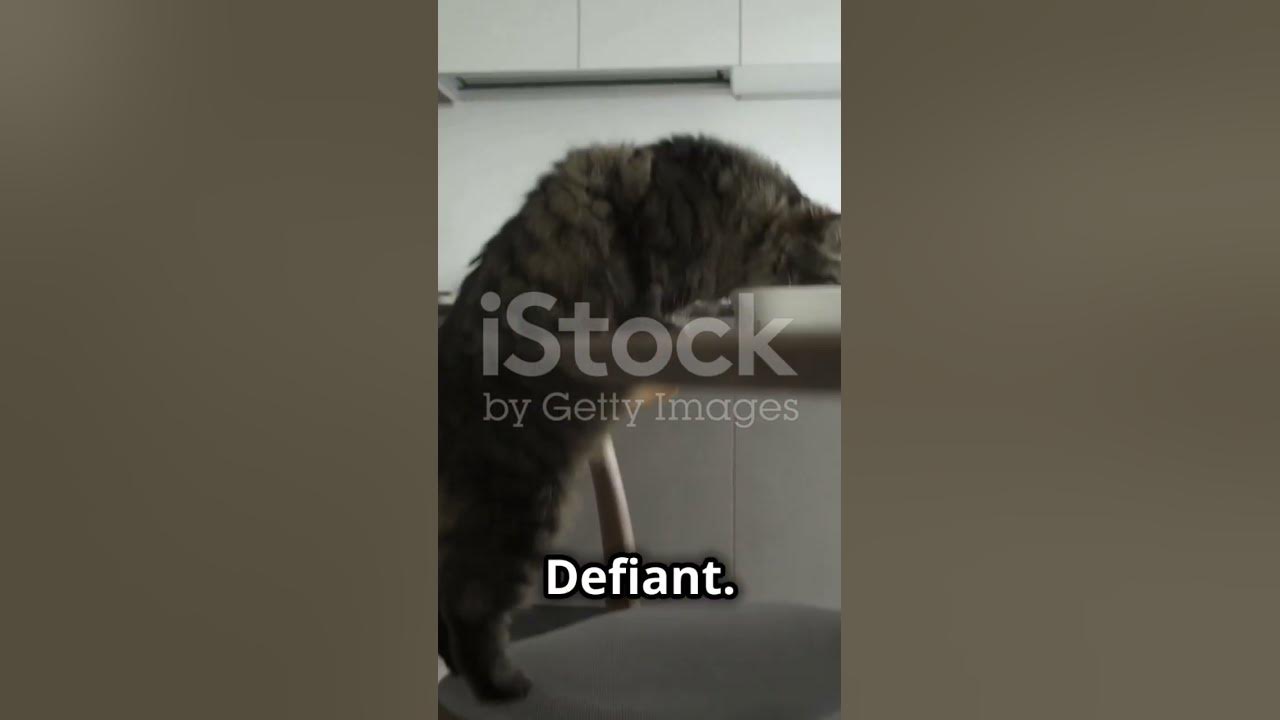 what-does-defiant-mean-englishwords-youtube