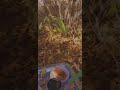 ورقو الاصفر زهر ايلول حالات واتساب فيروز ورقو الاصفر زهر ايلول حالات واتساب فيروز