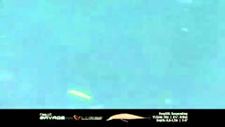 Savage Gear Prey Lures1