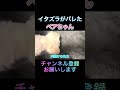 イタズラがバレたベアちゃん #shorts #中町綾 #中町jp #中町兄妹