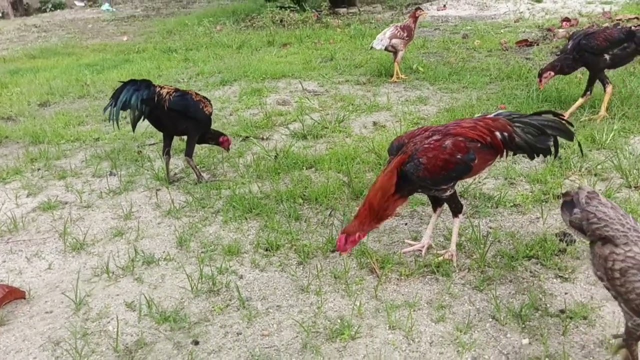 Rumput halaman jadi makanan kesukaannya