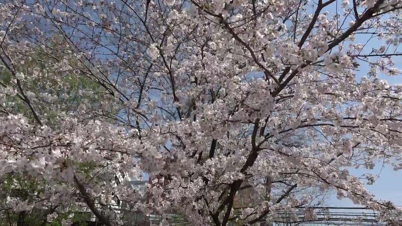 鶴間公園の桜を撮影して来ました その Youtube