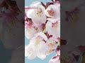 Cherry tree bloom kindles hope in TohokuーNHK WORLD-JAPAN NEWS #shorts
