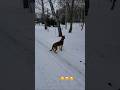 Аделіна #село #dog #dogs #dogshorts #україна