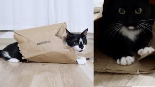 Cats and Paper bags.