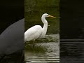 Egret Bok Pakhi Is Busy For Fishing Shorts