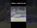 जब दुश्मन बना पड़ोसी😱 Leopard सोया Crocodile के पास|#shorts #shortsfeed #trending #viral #JungleLife