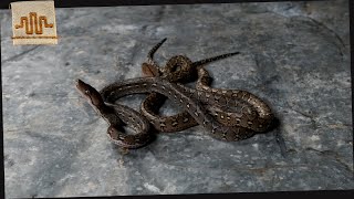 Celebrity I FINALLY GOT ONE [ANERY KAROMPA!!!] Profile