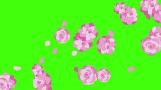 Rose and petals fall green screen effects animations | rose flower petals fall green screen | FREE
