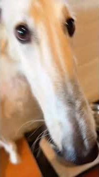 Big nose #dog #funny #dogs #water #doglover #dogs #bignose #viral #funnyvideo #fun #funnyshorts