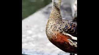 SUARA PIKAT BURUNG BELIBIS MERAH (JONTROT) DIJAMIN JOS 100% ALAMI!!!!